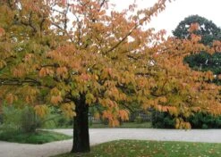 Kit De Culture - Cerisier Du Japon - 30 Graines - Prunus Serrulata -Magasin De Graines De Plantes 640641575b4f81.13640687