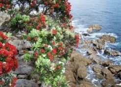 Kit De Culture - L'arbre De Noël De Nouvelle-zélande - 300 Graines - Metrosideros Excelsa 11 Kit De Culture - L'arbre De Noël De Nouvelle-zélande - 300 Graines - Metrosideros Excelsa -Magasin De Graines De Plantes 6406415d283a93.44057268