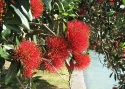 Kit De Culture - L'arbre De Noël De Nouvelle-zélande - 300 Graines - Metrosideros Excelsa 10 Kit De Culture - L'arbre De Noël De Nouvelle-zélande - 300 Graines - Metrosideros Excelsa -Magasin De Graines De Plantes 6406415d3520e7.73193790