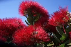 Kit De Culture - L'arbre De Noël De Nouvelle-zélande - 300 Graines - Metrosideros Excelsa 12 Kit De Culture - L'arbre De Noël De Nouvelle-zélande - 300 Graines - Metrosideros Excelsa -Magasin De Graines De Plantes 6406415d3f3842.61166487