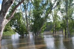 Kit De Culture - Gommier Des Rivières - 200 Graines - Eucalyptus Camaldulensis -Magasin De Graines De Plantes 64064161619477.71494550