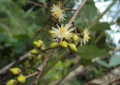 Kit De Culture - Gommier Des Rivières - 200 Graines - Eucalyptus Camaldulensis -Magasin De Graines De Plantes 640641616b73c7.64330813