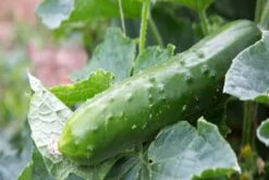 Kit De Culture - Bio - Concombre - Marketmore - 20 Graines - Cucumis Sativus 13 Kit De Culture - Bio - Concombre - Marketmore - 20 Graines - Cucumis Sativus -Magasin De Graines De Plantes 64064169648772.30261151