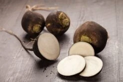 Kit De Culture - Bio - Radis - Noir - 100 Graines - Raphanus Sativus -Magasin De Graines De Plantes 64064173d81689.02005216