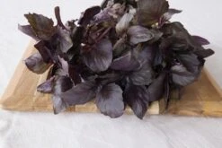 Kit De Culture - Bio - Basilic - Pourpre - 400 Graines - Ocimum Basilicum -Magasin De Graines De Plantes 6406417786e992.51293442