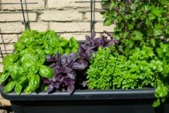 Kit De Culture - Bio - Basilic - Pourpre - 400 Graines - Ocimum Basilicum -Magasin De Graines De Plantes 64064177a2a743.82127774