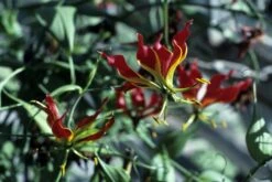 Kit De Culture - Lis De Malabar - 15 Graines - Gloriosa Rothschildiana -Magasin De Graines De Plantes 64064179340333.58024990