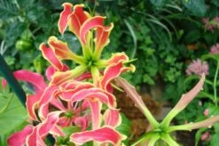 Kit De Culture - Lis De Malabar - 15 Graines - Gloriosa Rothschildiana -Magasin De Graines De Plantes 640641793eacd3.10311548