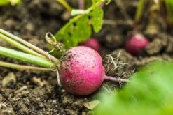 Kit De Culture - Bio - Radis - Cherry Bell - 100 Graines - Raphanus Sativus -Magasin De Graines De Plantes 640641a6420921.87770760