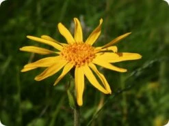 Kit De Culture - Arnica Des Montagnes - 40 Graines - Arnica Montana -Magasin De Graines De Plantes 640641a8f3e957.44733188