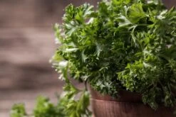 Kit De Culture - Bio - Persil Frisé - 800 Graines - Petroselinum Crispum -Magasin De Graines De Plantes 640641ae84ab86.75027248