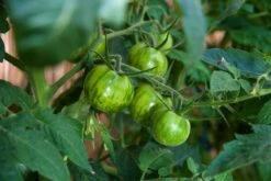 Kit De Culture - Bio - Tomate - Verte Zébrée - 10 Graines - Solanum Lycopersicum -Magasin De Graines De Plantes 640641b042f0d8.95879529