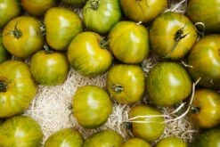 Kit De Culture - Bio - Tomate - Verte Zébrée - 10 Graines - Solanum Lycopersicum -Magasin De Graines De Plantes 640641b048ed84.03400656
