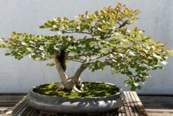 Kit De Culture - Myrte Commun - 30 Graines - Myrtus Communis -Magasin De Graines De Plantes 640641b37af733.30049485