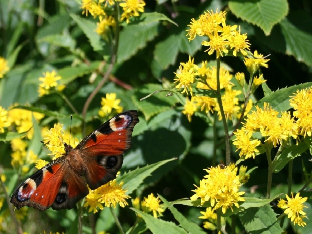 Kit De Culture - Solidage Verge D'or - 100 Graines - Solidago Virgaurea 4 Kit De Culture - Solidage Verge D'or - 100 Graines - Solidago Virgaurea – Image 4
