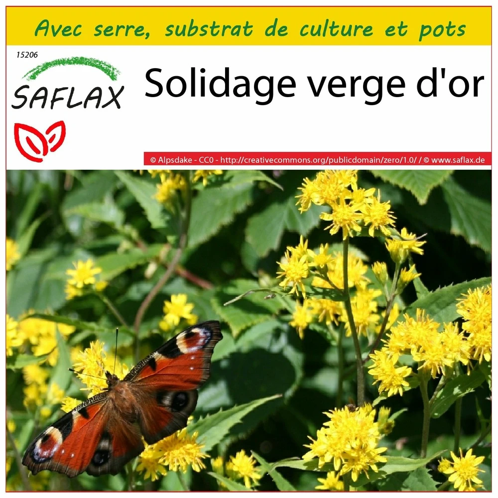 Kit De Culture - Solidage Verge D'or - 100 Graines - Solidago Virgaurea 1 Kit De Culture - Solidage Verge D'or - 100 Graines - Solidago Virgaurea