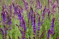 Kit De Culture - Bio - Sauge - 60 Graines - Salvia Officinalis 12 Kit De Culture - Bio - Sauge - 60 Graines - Salvia Officinalis -Magasin De Graines De Plantes 640641bf438086.74821203