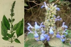 Kit De Culture - Chia - 500 Graines - Salvia Hispanica -Magasin De Graines De Plantes 640641c579de98.62891474