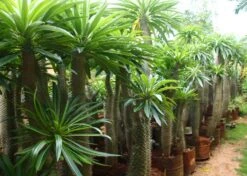 Kit De Culture - Palmier De Madagascar - 10 Graines - Pachypodium Lamerei -Magasin De Graines De Plantes 640641c7050b10.41111904