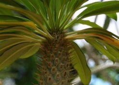 Kit De Culture - Palmier De Madagascar - 10 Graines - Pachypodium Lamerei -Magasin De Graines De Plantes 640641c7226726.92813528