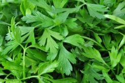 Kit De Culture - Bio - Cerfeuil Commun - 800 Graines - Anthriscus Cerefolium 11 Kit De Culture - Bio - Cerfeuil Commun - 800 Graines - Anthriscus Cerefolium -Magasin De Graines De Plantes 640641c887fe75.85740285