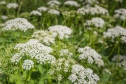 Kit De Culture - Bio - Cerfeuil Commun - 800 Graines - Anthriscus Cerefolium 10 Kit De Culture - Bio - Cerfeuil Commun - 800 Graines - Anthriscus Cerefolium -Magasin De Graines De Plantes 640641c8a30cc8.62953997