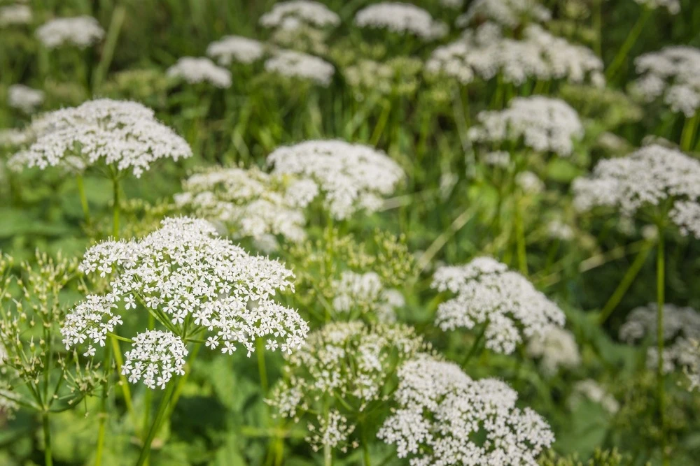 Kit De Culture - Bio - Cerfeuil Commun - 800 Graines - Anthriscus Cerefolium 4 Kit De Culture - Bio - Cerfeuil Commun - 800 Graines - Anthriscus Cerefolium – Image 4