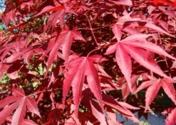 Kit De Culture - Erable Du Japon Pourpre - 20 Graines - Acer Palmatum Atropurpureum -Magasin De Graines De Plantes 640641d81e91c2.05775496