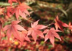 Kit De Culture - Erable Du Japon Pourpre - 20 Graines - Acer Palmatum Atropurpureum -Magasin De Graines De Plantes 640641d8236e87.81519951