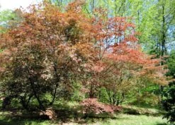 Kit De Culture - Erable Du Japon Pourpre - 20 Graines - Acer Palmatum Atropurpureum -Magasin De Graines De Plantes 640641d82dff97.81256788