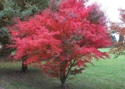 Kit De Culture - Erable Du Japon Pourpre - 20 Graines - Acer Palmatum Atropurpureum -Magasin De Graines De Plantes 640641d832b125.23226283