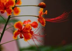 Kit De Culture - Orgueil De Chine - 10 Graines - Caesalpinia Pulcherrima 12 Kit De Culture - Orgueil De Chine - 10 Graines - Caesalpinia Pulcherrima -Magasin De Graines De Plantes 640641f1222758.42542490