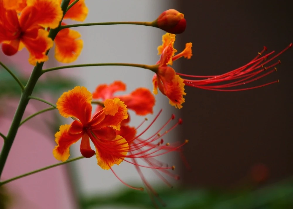 Kit De Culture - Orgueil De Chine - 10 Graines - Caesalpinia Pulcherrima 6 Kit De Culture - Orgueil De Chine - 10 Graines - Caesalpinia Pulcherrima – Image 6