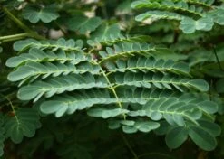 Kit De Culture - Orgueil De Chine - 10 Graines - Caesalpinia Pulcherrima 11 Kit De Culture - Orgueil De Chine - 10 Graines - Caesalpinia Pulcherrima -Magasin De Graines De Plantes 640641f12730a7.73038490