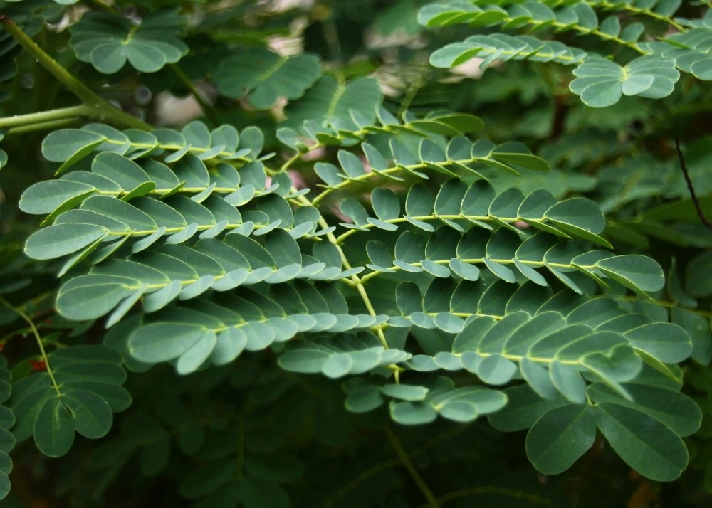 Kit De Culture - Orgueil De Chine - 10 Graines - Caesalpinia Pulcherrima 5 Kit De Culture - Orgueil De Chine - 10 Graines - Caesalpinia Pulcherrima – Image 5