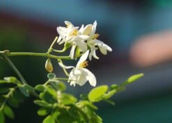 Kit De Culture - Moringa - 10 Graines - Moringa Oleifera 13 Kit De Culture - Moringa - 10 Graines - Moringa Oleifera -Magasin De Graines De Plantes 640641f4547a73.61153088