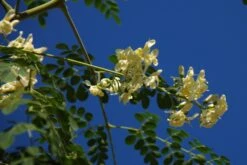 Kit De Culture - Moringa - 10 Graines - Moringa Oleifera 10 Kit De Culture - Moringa - 10 Graines - Moringa Oleifera -Magasin De Graines De Plantes 640641f45e0099.40617785