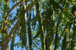 Kit De Culture - Moringa - 10 Graines - Moringa Oleifera 11 Kit De Culture - Moringa - 10 Graines - Moringa Oleifera -Magasin De Graines De Plantes 640641f462d1b0.92586215