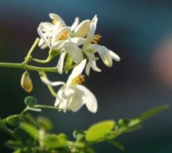 Kit De Culture - Moringa - 10 Graines - Moringa Oleifera 12 Kit De Culture - Moringa - 10 Graines - Moringa Oleifera -Magasin De Graines De Plantes 640641f4686cb0.45653273