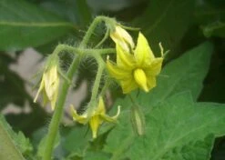 Kit De Culture - Tomate San Marzano - 10 Graines - Lycopersicon Esculentum -Magasin De Graines De Plantes 640641fa29a824.71109885