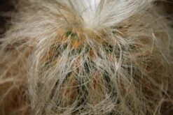 Kit De Culture - Vieil Homme Des Andes - 40 Graines - Oreocereus Celsianus -Magasin De Graines De Plantes 6406421319bf09.55918901