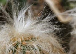 Kit De Culture - Vieil Homme Des Andes - 40 Graines - Oreocereus Celsianus -Magasin De Graines De Plantes 640642131e7c97.68380268