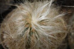 Kit De Culture - Vieil Homme Des Andes - 40 Graines - Oreocereus Celsianus -Magasin De Graines De Plantes 64064213238914.02708494