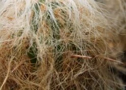 Kit De Culture - Vieil Homme Des Andes - 40 Graines - Oreocereus Celsianus -Magasin De Graines De Plantes 640642132a3d31.45958194