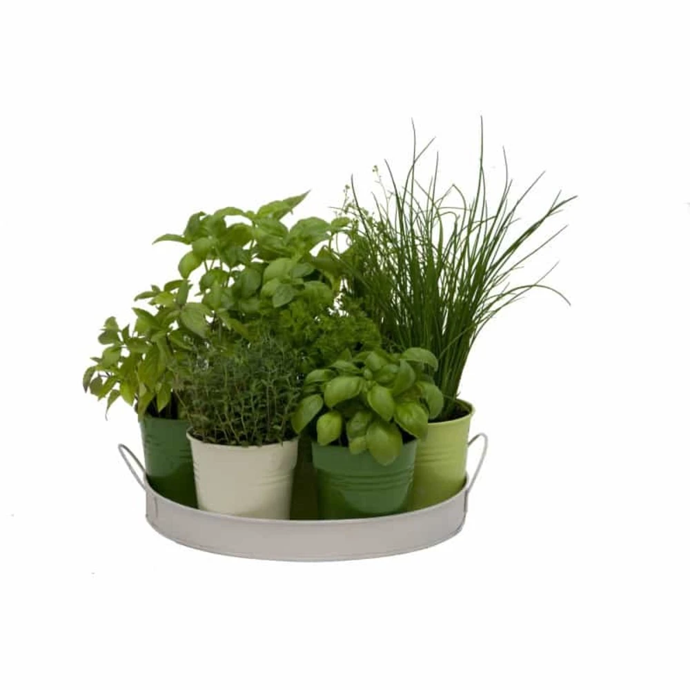 Plateau 7 Herbes Aromatiques 1 Plateau 7 Herbes Aromatiques