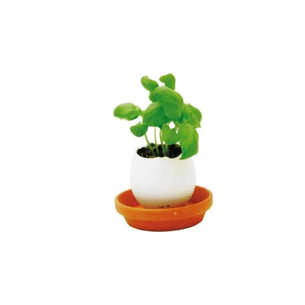 Oeuf Kit Basilic 1 Oeuf Kit Basilic