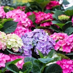 3x Hydrangea Macrophylla Mix – Hortensia – Arbuste - Rustique – ⌀14 Cm - ↕30-40 Cm -Magasin De Graines De Plantes 640b1ffd9bd139.56396936