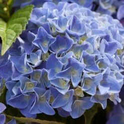 Hydrangea Macrophylla 'early Blue'– Hortensia – Arbuste - Rustique – ⌀14 Cm - ↕30-40 Cm -Magasin De Graines De Plantes 640b2008107088.98115395
