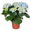 Hydrangea Macrophylla 'early Blue'– Hortensia – Arbuste - Rustique – ⌀14 Cm - ↕30-40 Cm