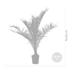 2x Phoenix Canariensis - Palmier Dattier Des Canaries - Palmier - Rustique – ⌀19 Cm - ↕80-100 Cm -Magasin De Graines De Plantes 640b20121a6e42.84880021